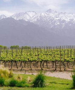 Three Days in Mendoza: Wine, Scenery, and Haute Cuisine